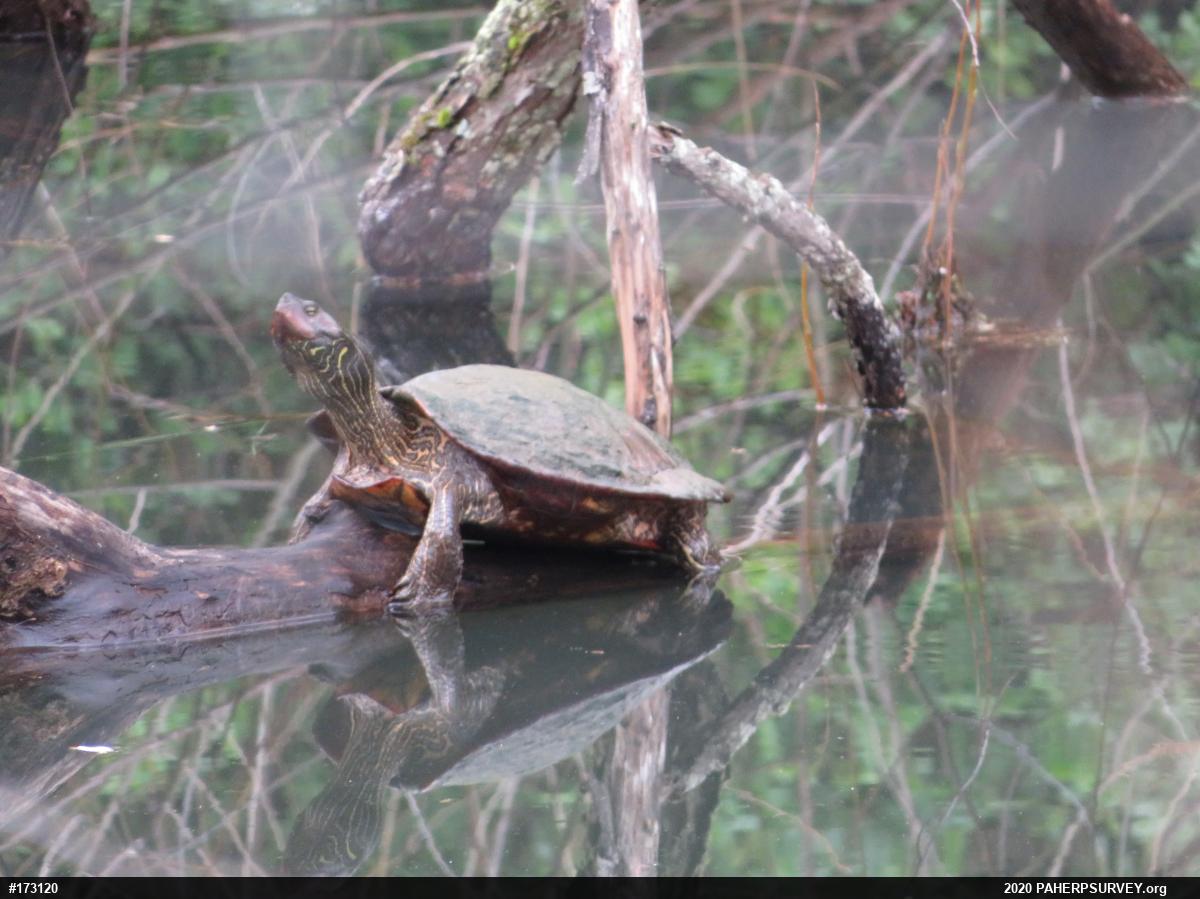 Northern Map Turtle