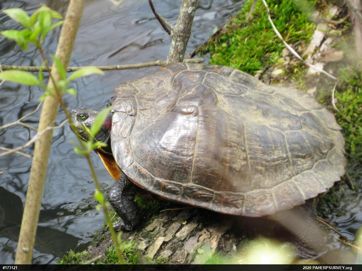 Red-eared Slider