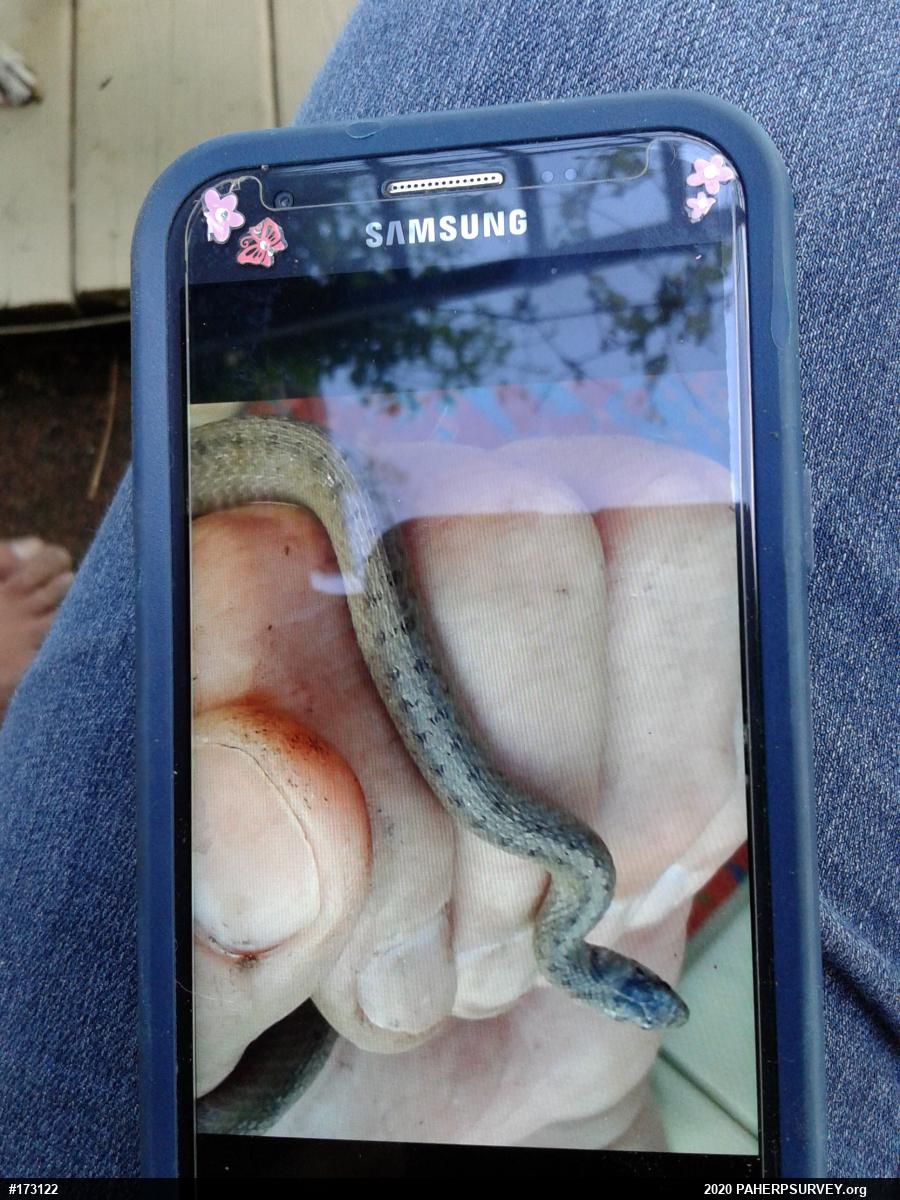 Dekay's Brownsnake