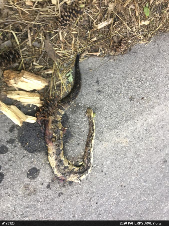 Timber Rattlesnake
