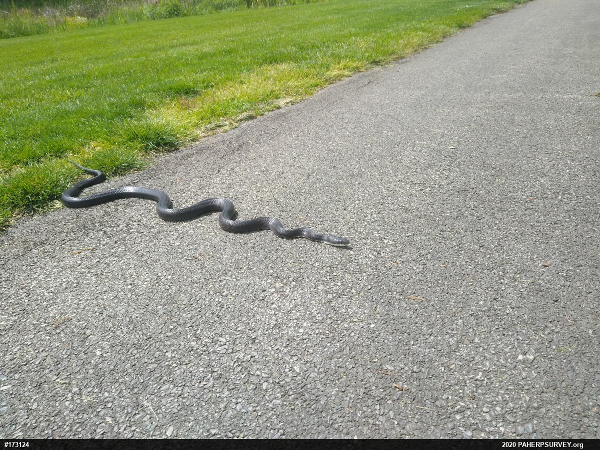 Eastern Ratsnake