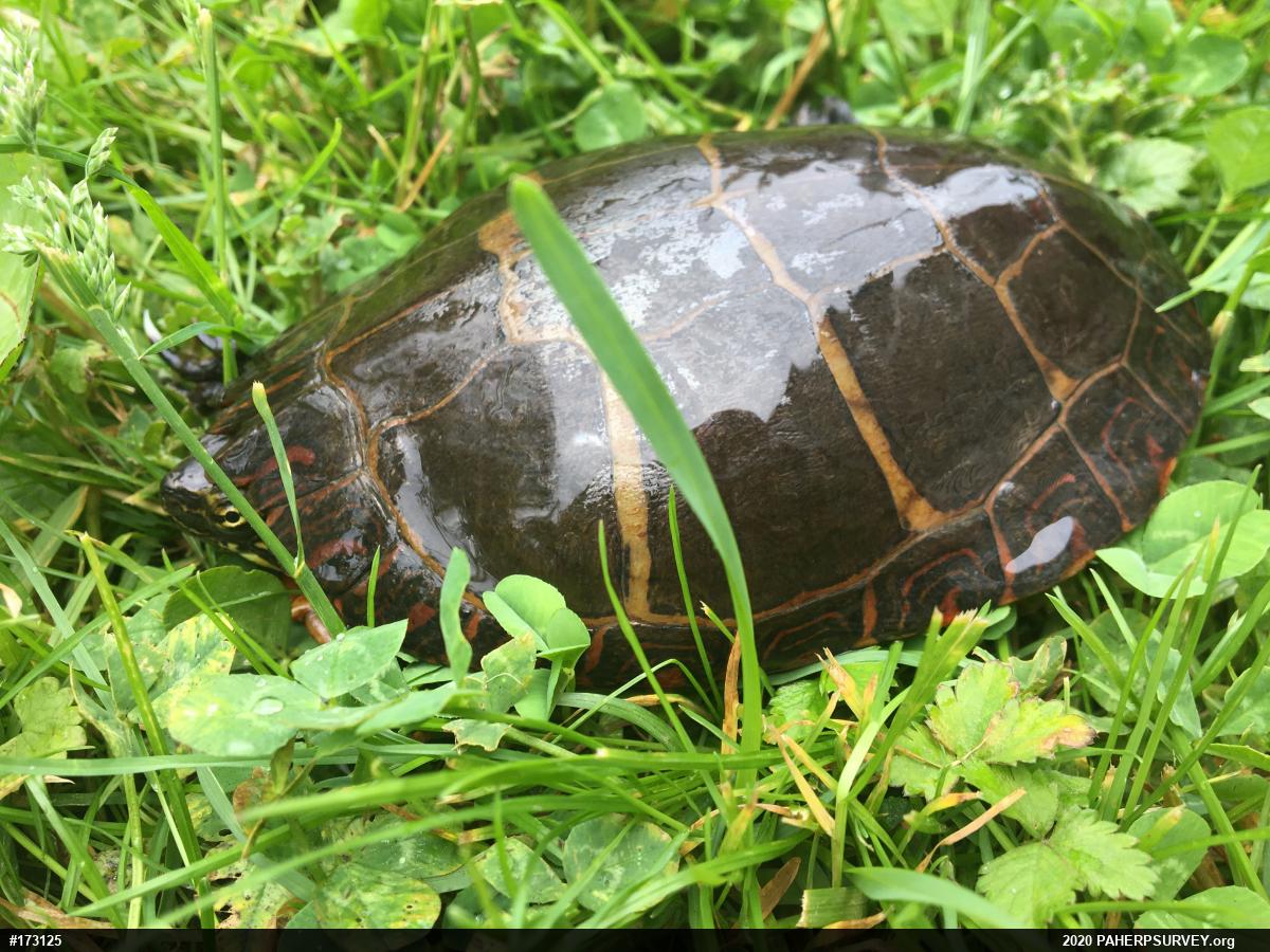 Painted Turtle
