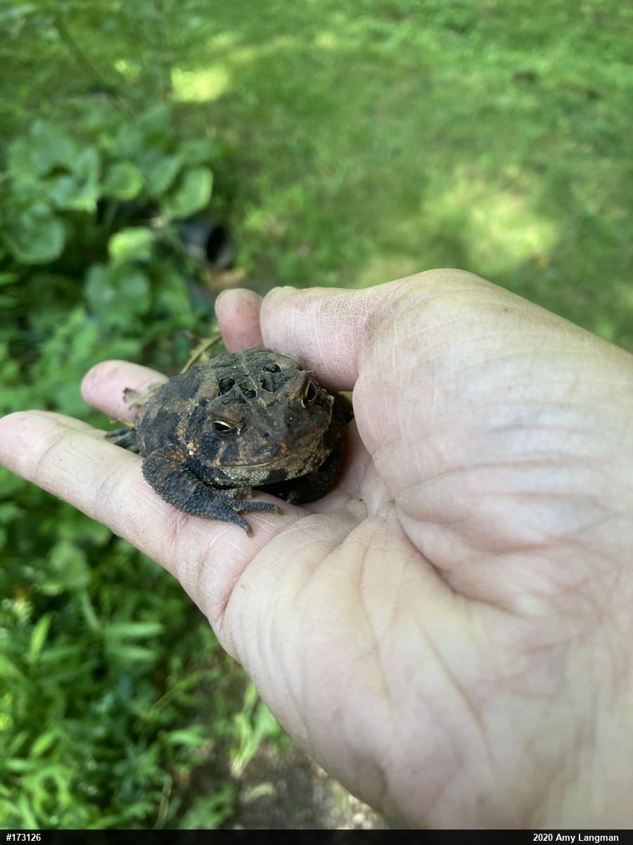 Eastern American Toad