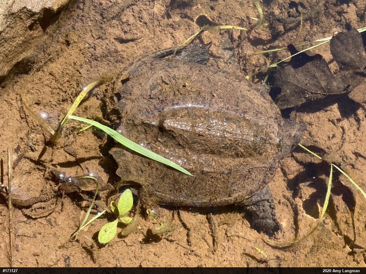 Snapping Turtle