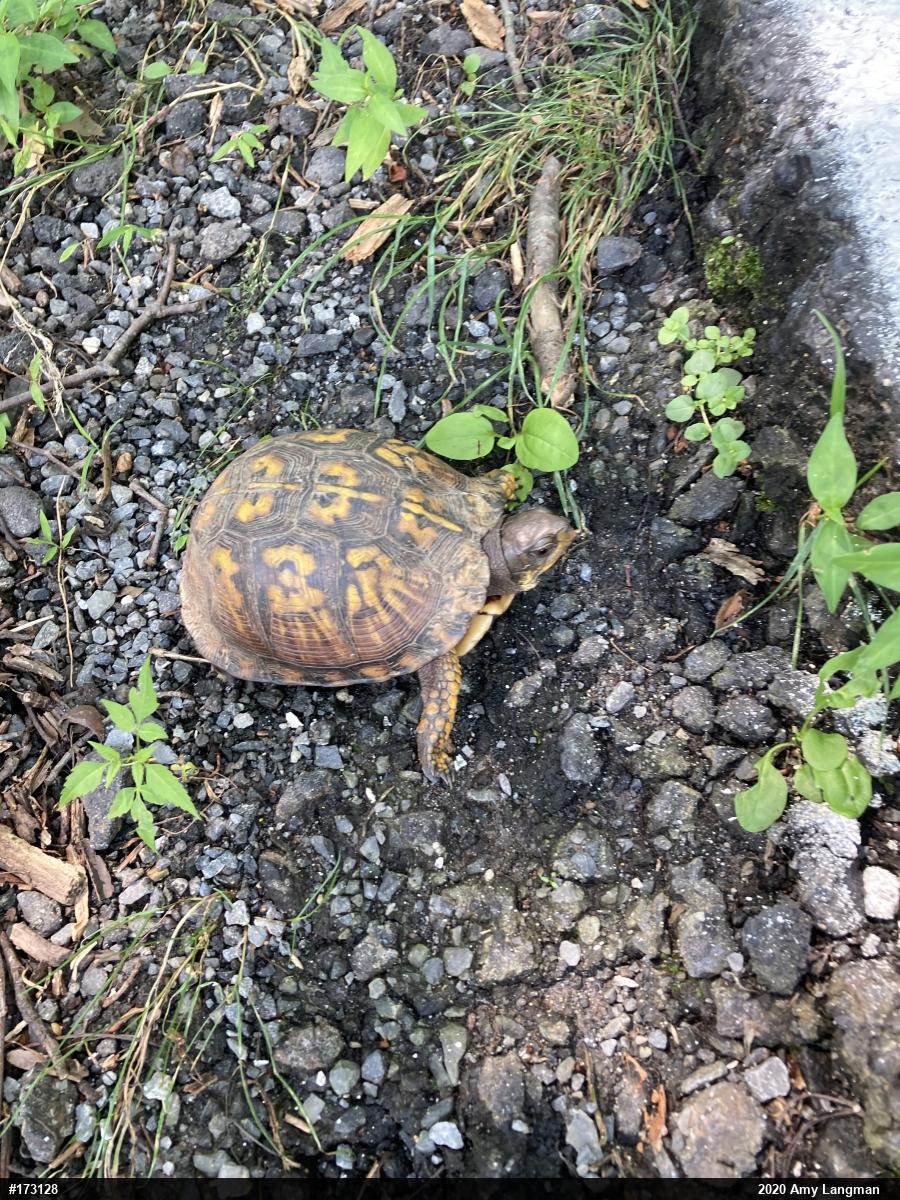 Eastern Box Turtle