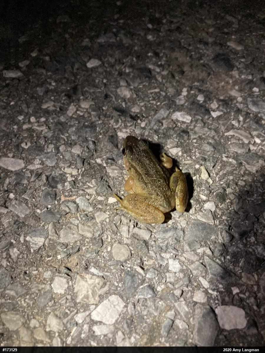 Green Frog