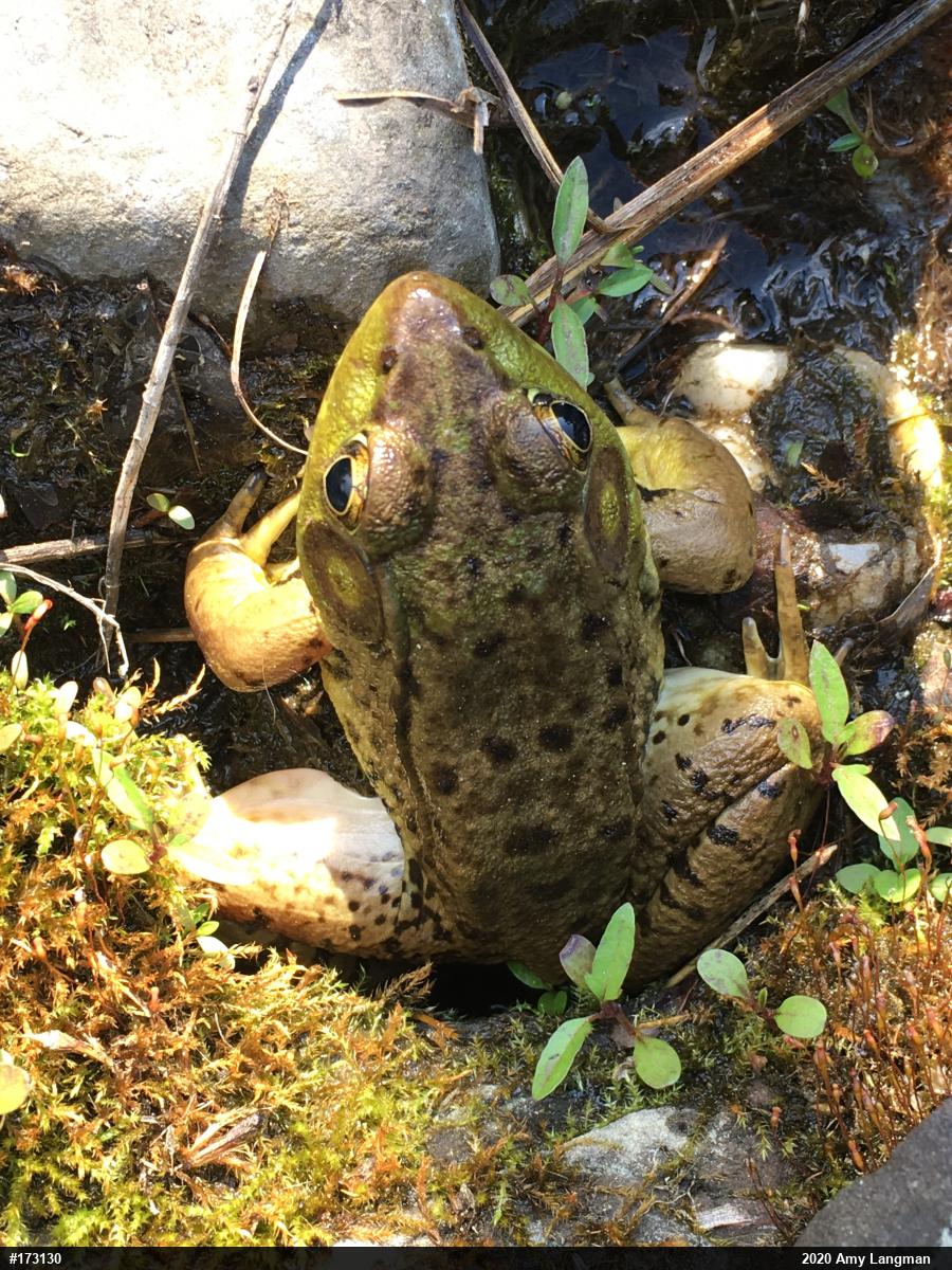 Green Frog