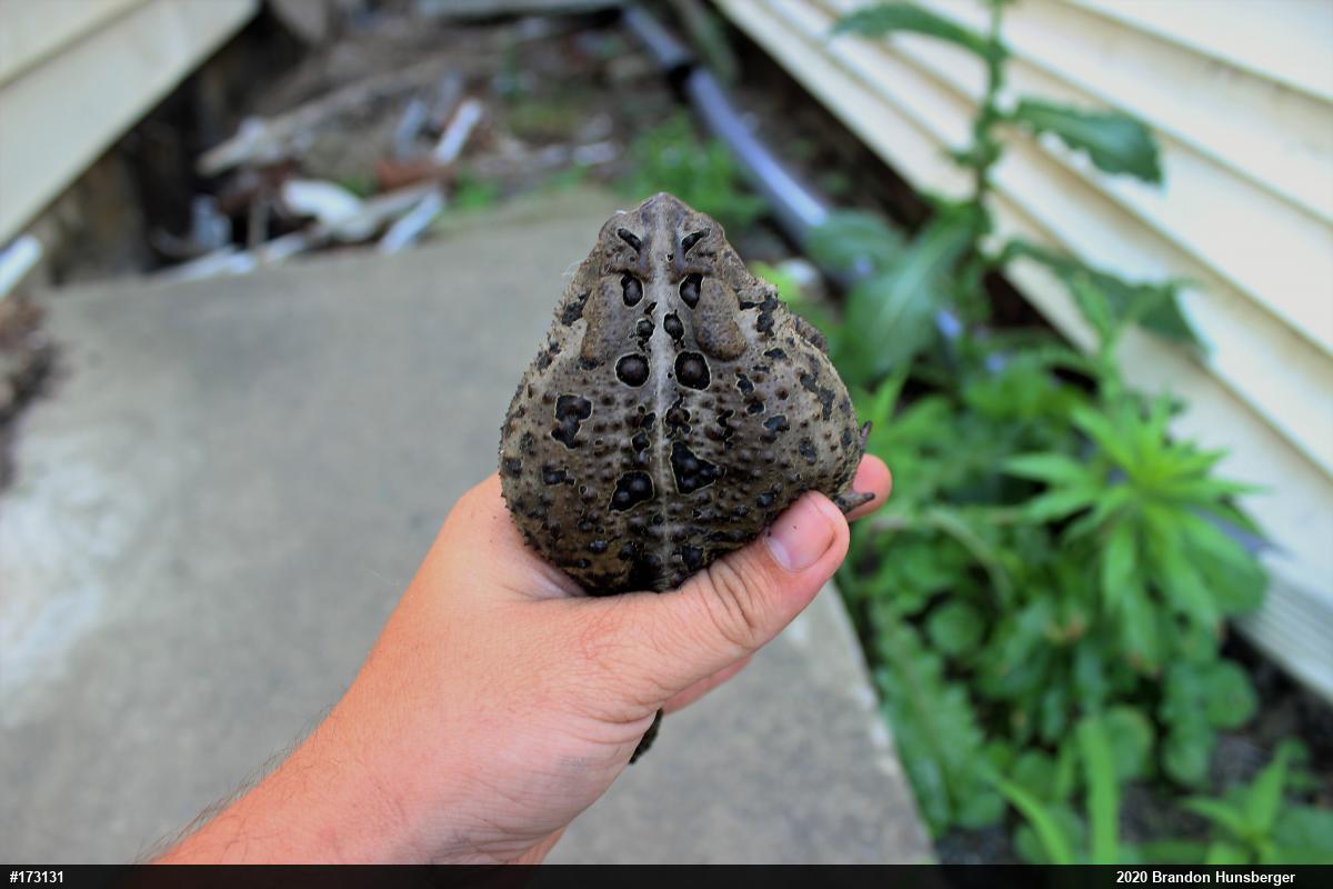 Eastern American Toad