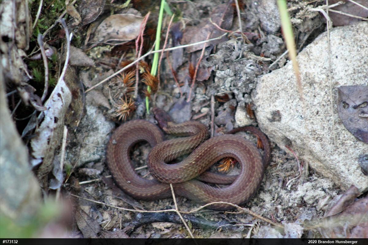 Red-bellied Snake