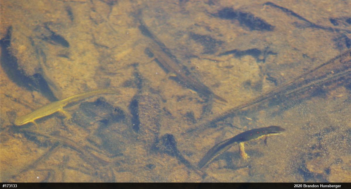 Red-spotted Newt
