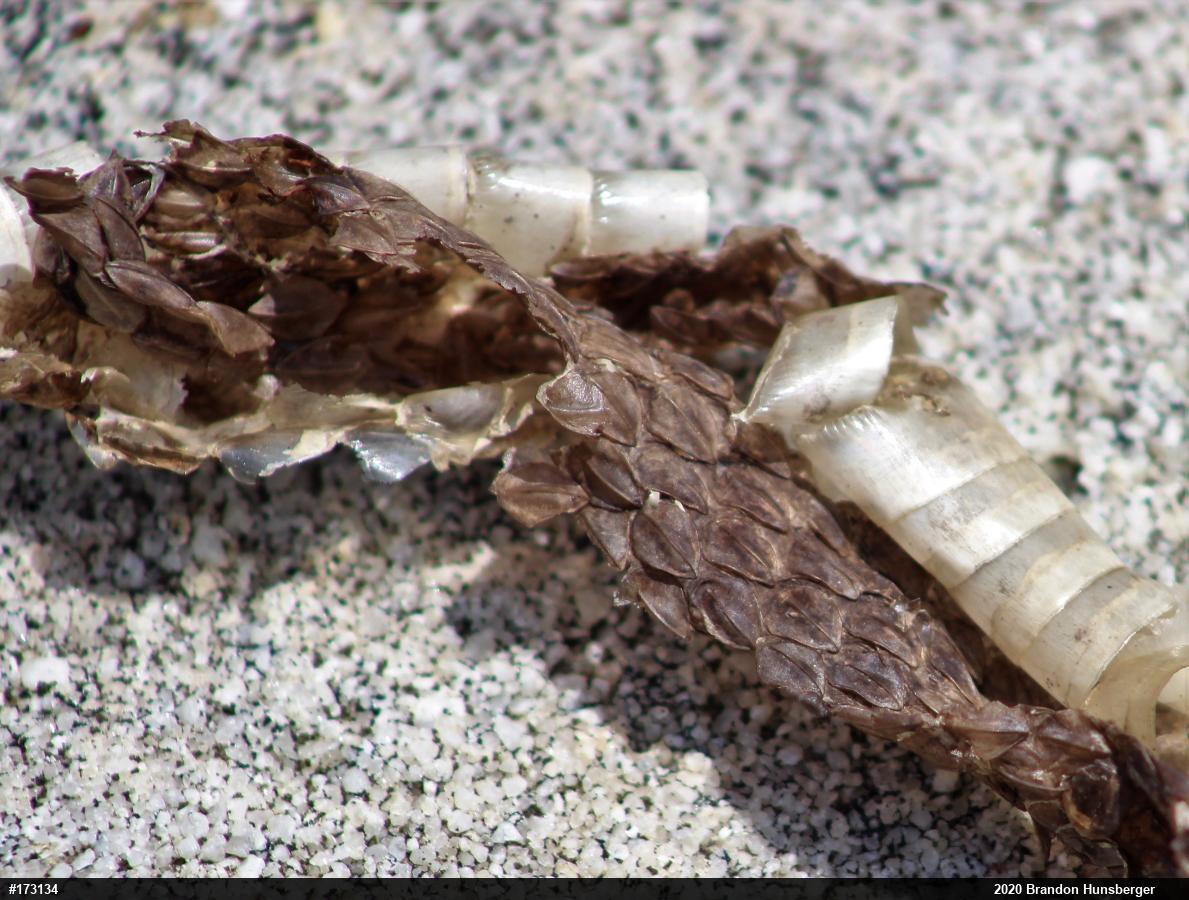 Timber Rattlesnake