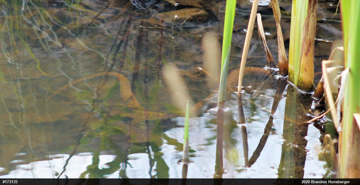 Northern Watersnake
