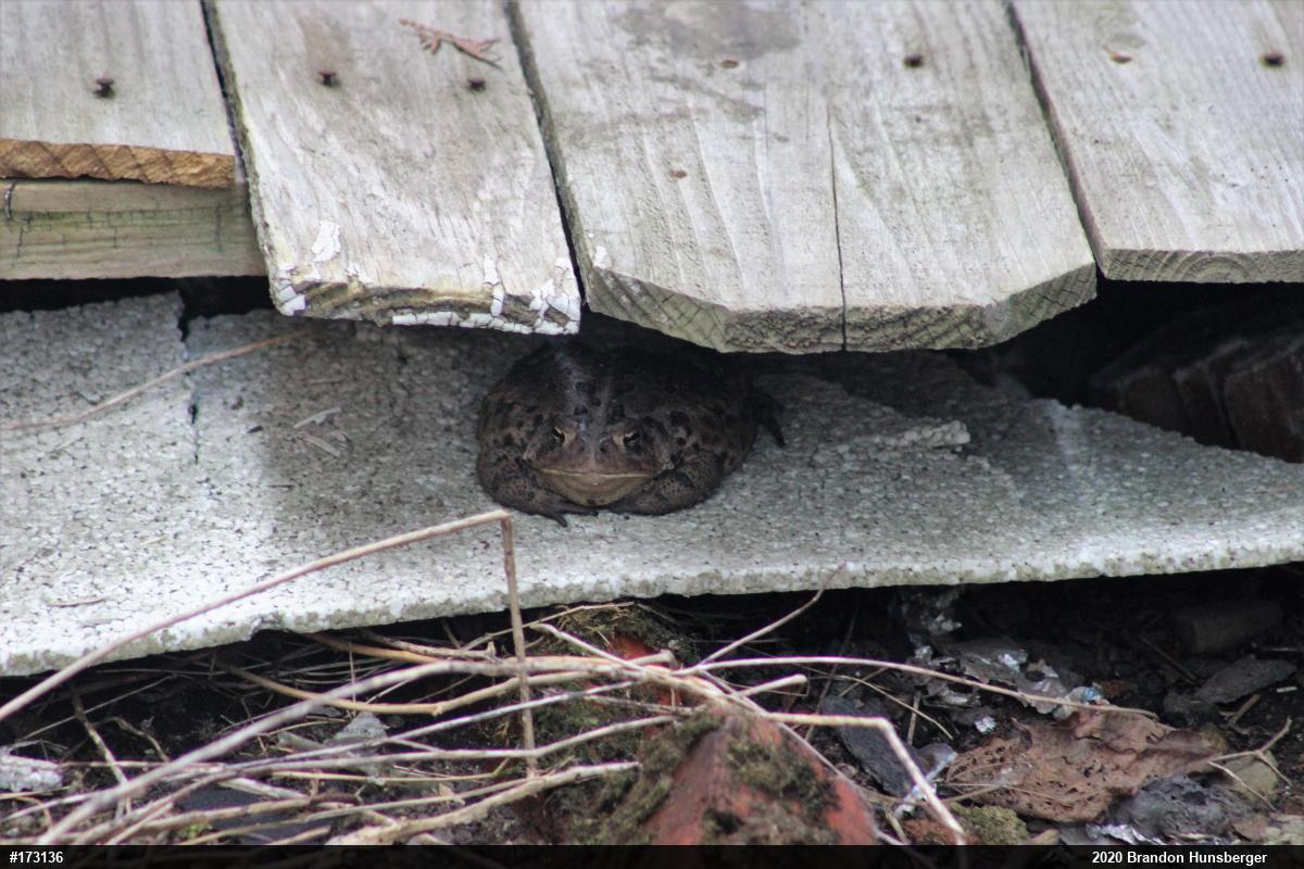 Eastern American Toad