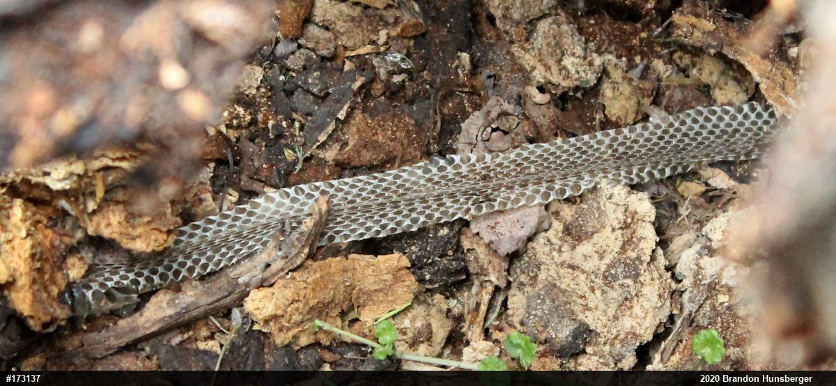 Eastern Gartersnake