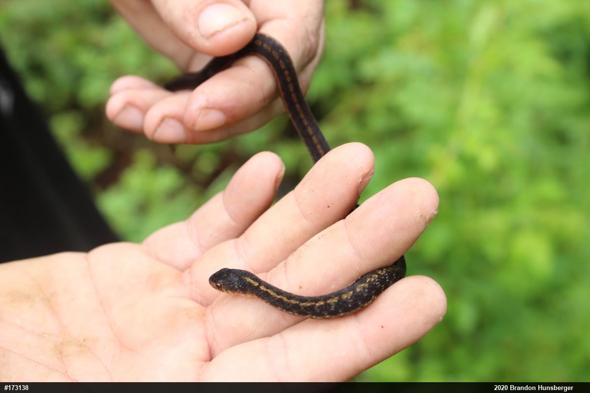 Eastern Gartersnake