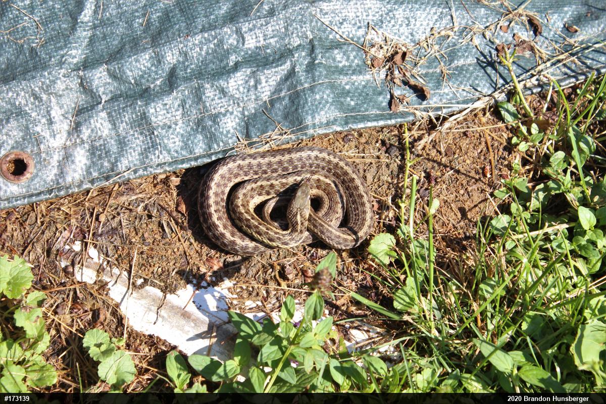 Eastern Gartersnake