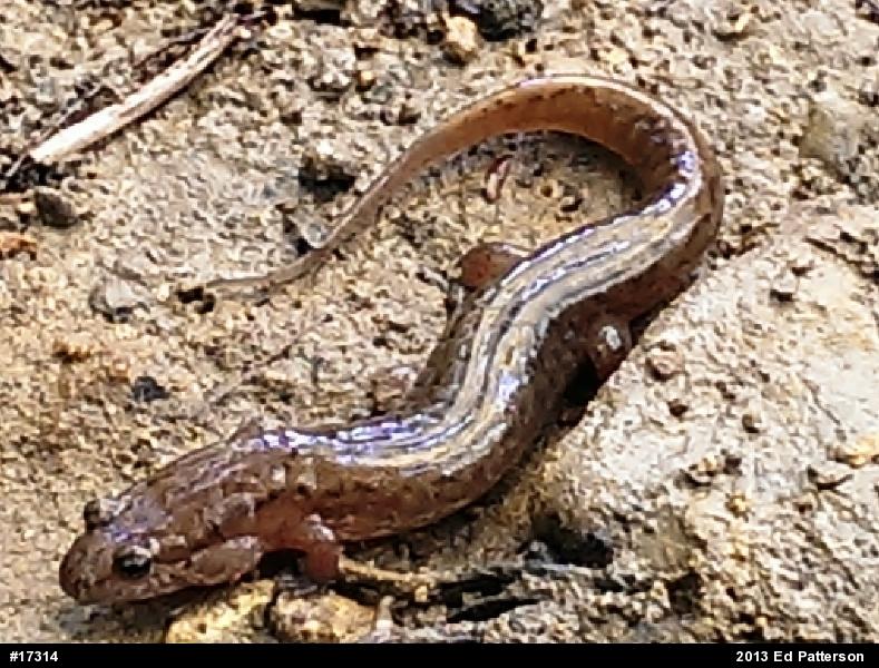 Northern Dusky Salamander