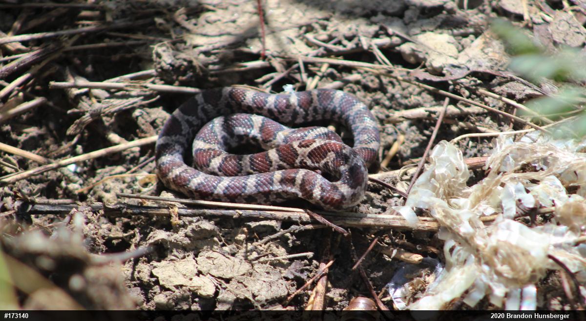 Eastern Milksnake