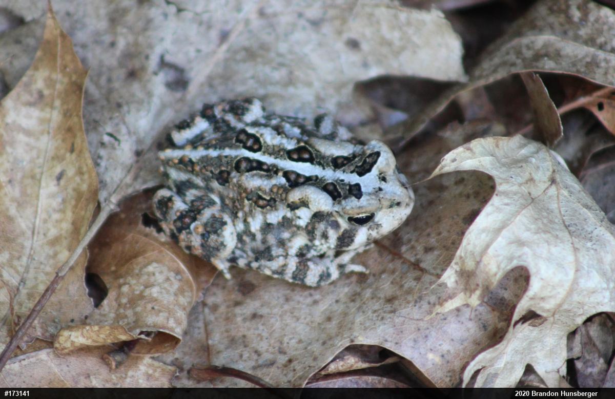 Eastern American Toad