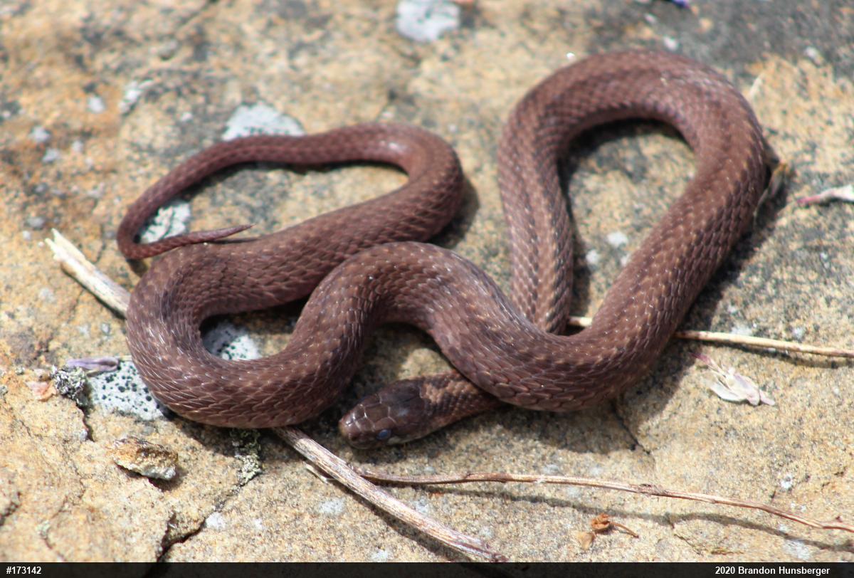 Red-bellied Snake