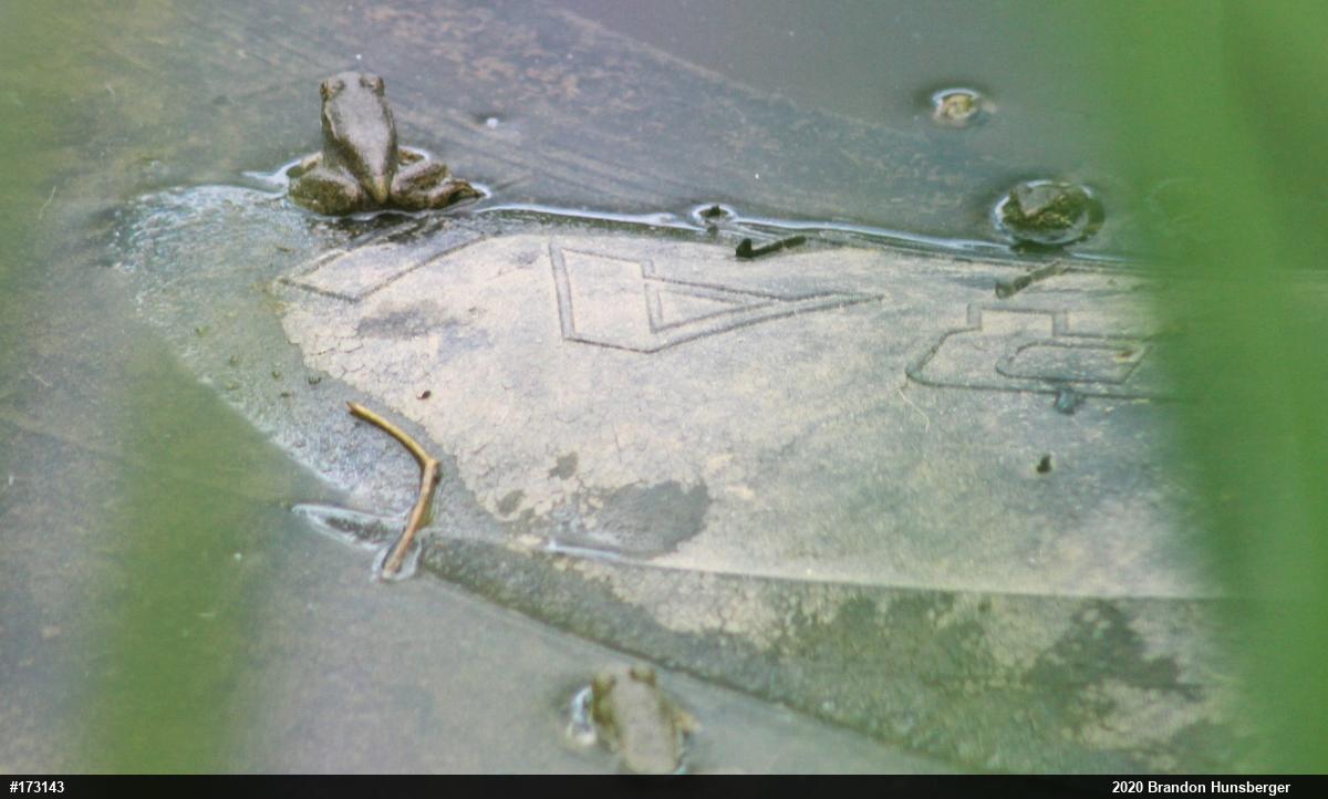 Green Frog
