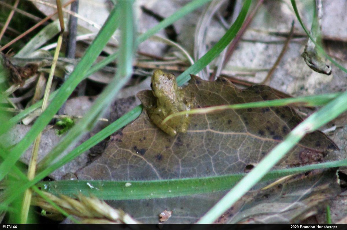 Spring Peeper