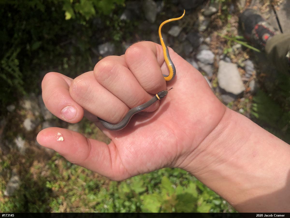 Northern Ring-necked Snake