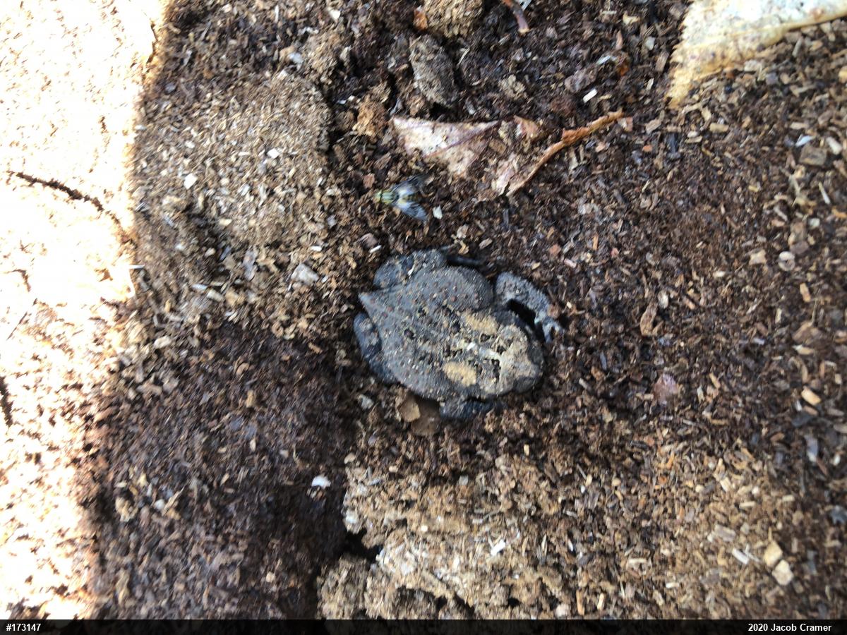 Eastern American Toad