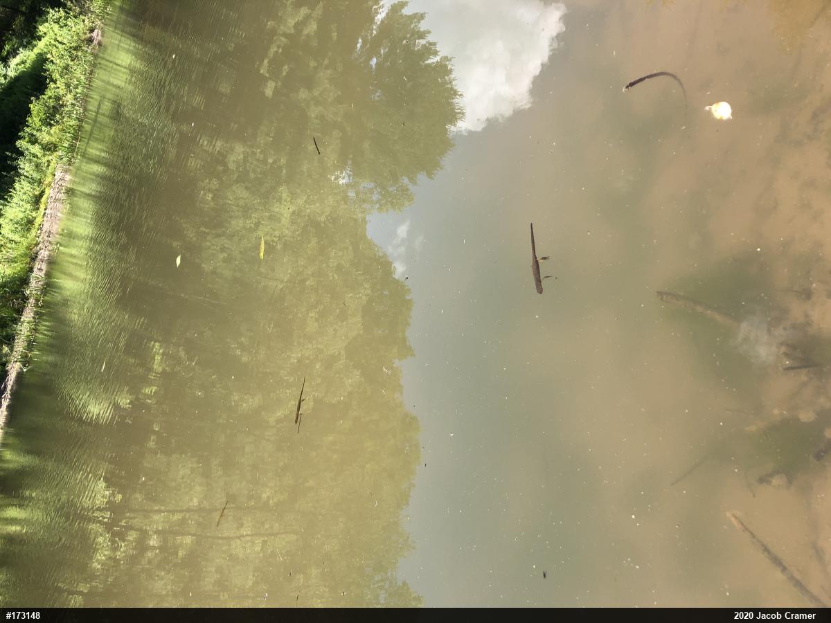Red-spotted Newt
