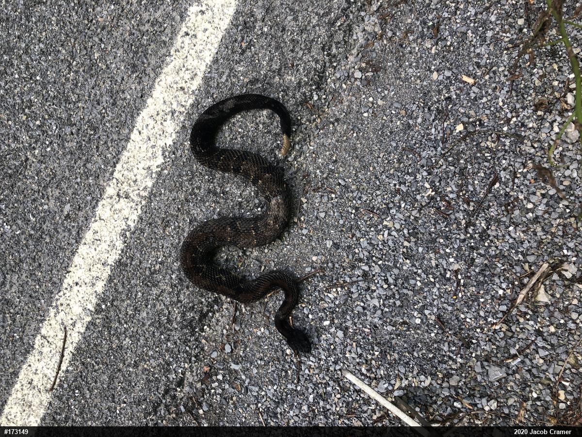 Timber Rattlesnake