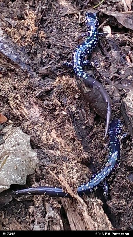 Northern Slimy Salamander