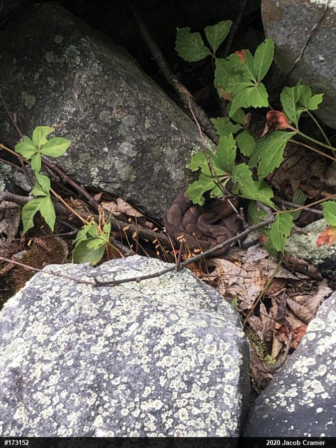Northern Copperhead