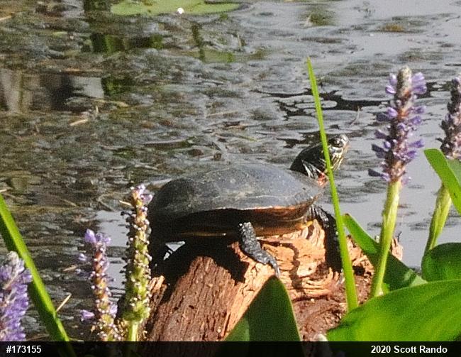 Painted Turtle