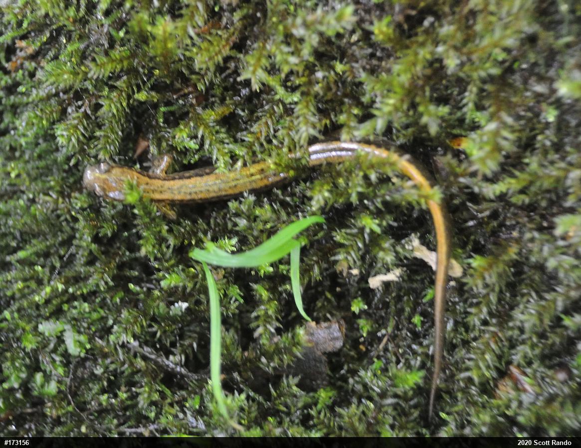 Northern Two-lined Salamander