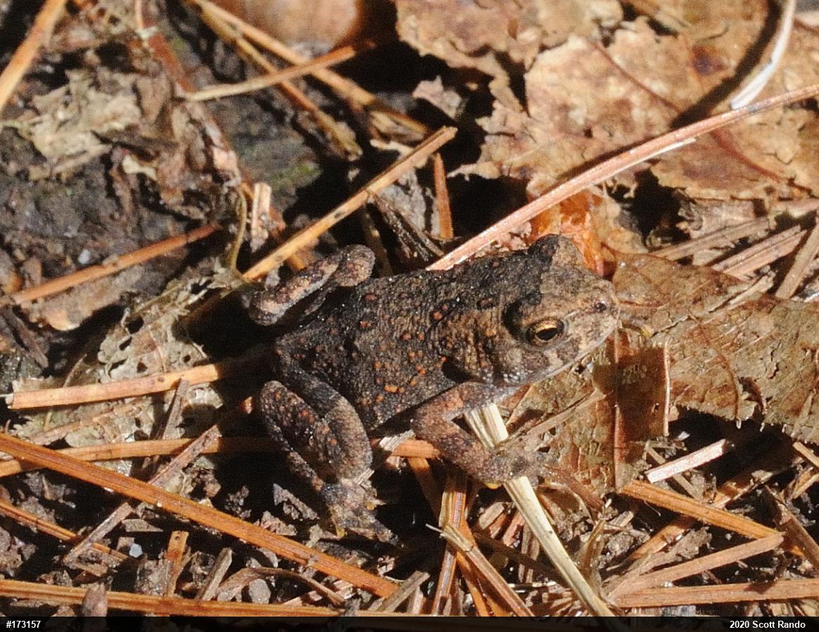 Eastern American Toad