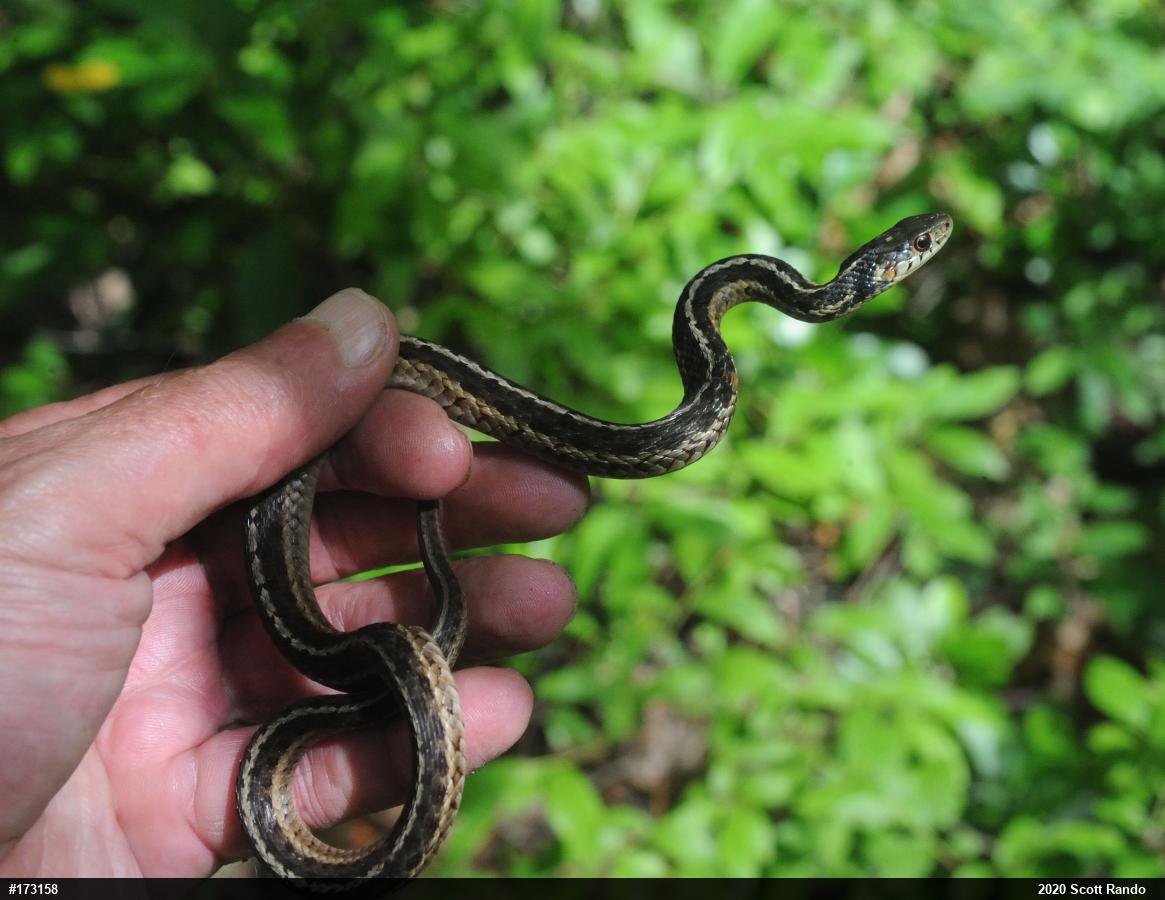 Eastern Gartersnake