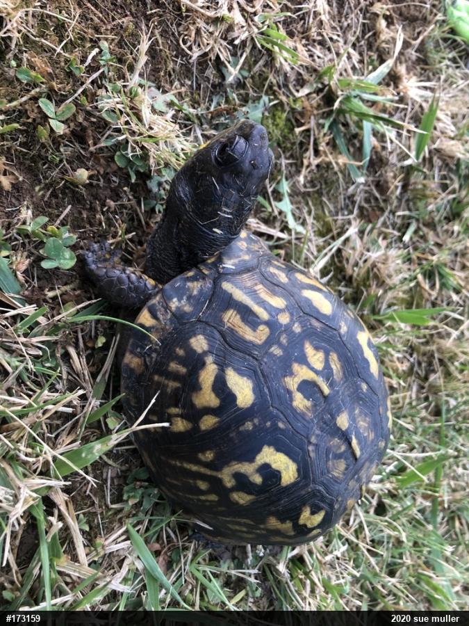 Eastern Box Turtle