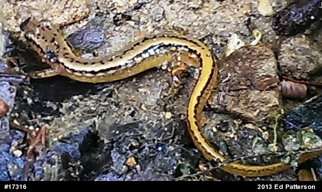Northern Two-lined Salamander