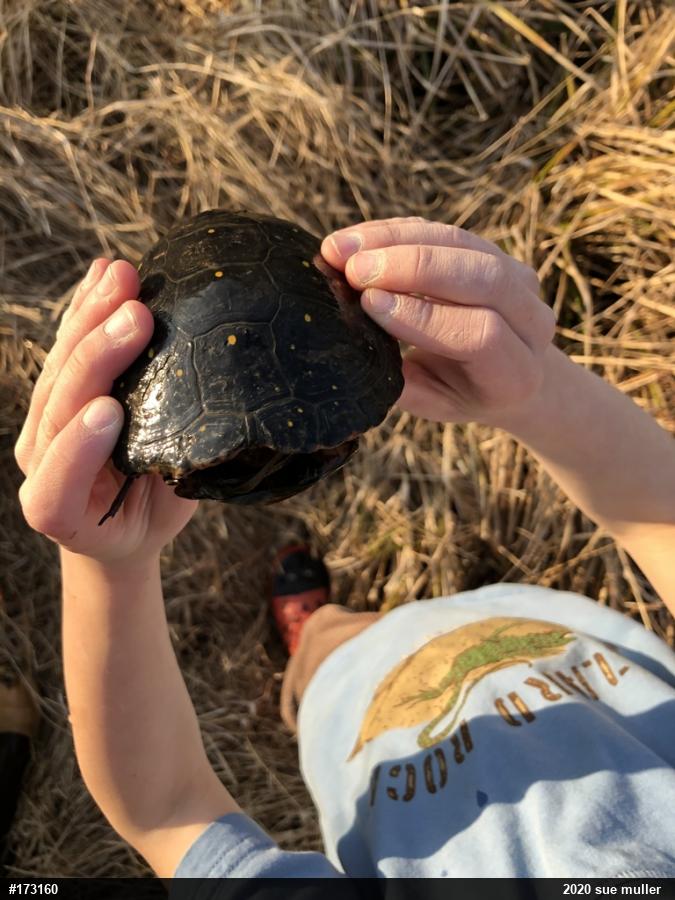Spotted Turtle
