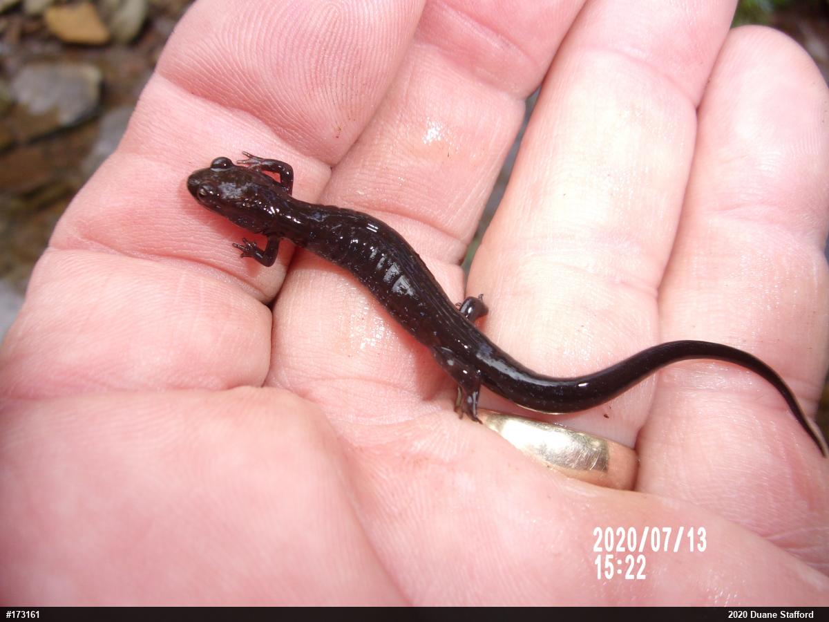 Allegheny Mountain Dusky Salamander