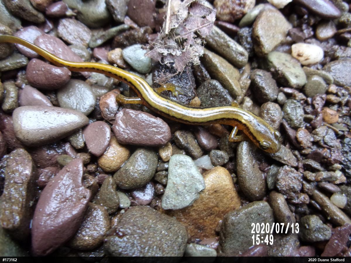 Northern Two-lined Salamander