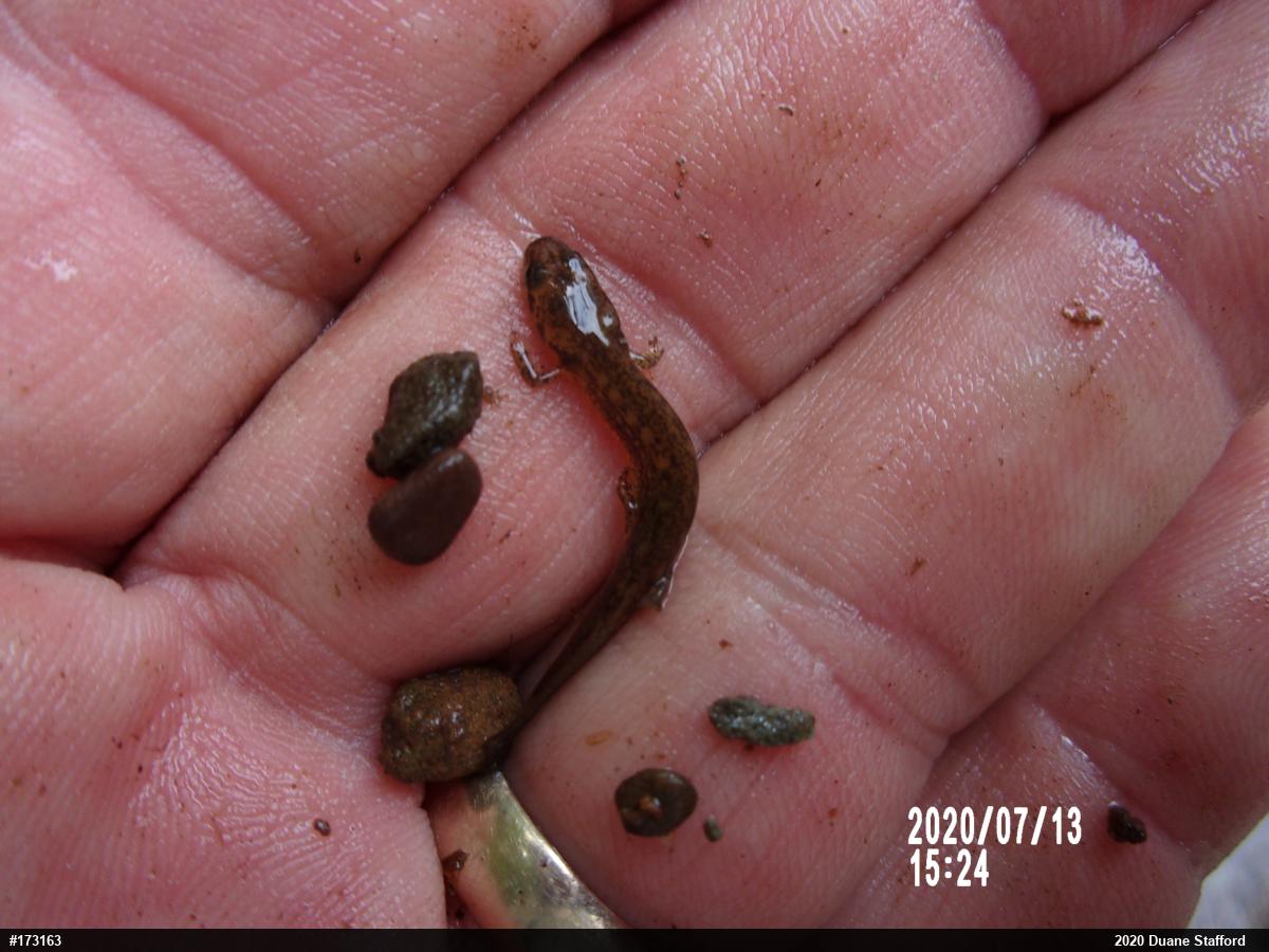 Northern Two-lined Salamander