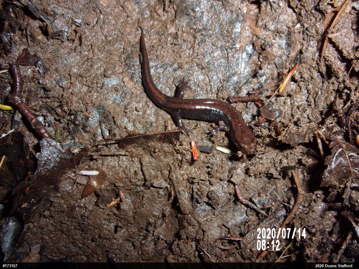 Allegheny Mountain Dusky Salamander
