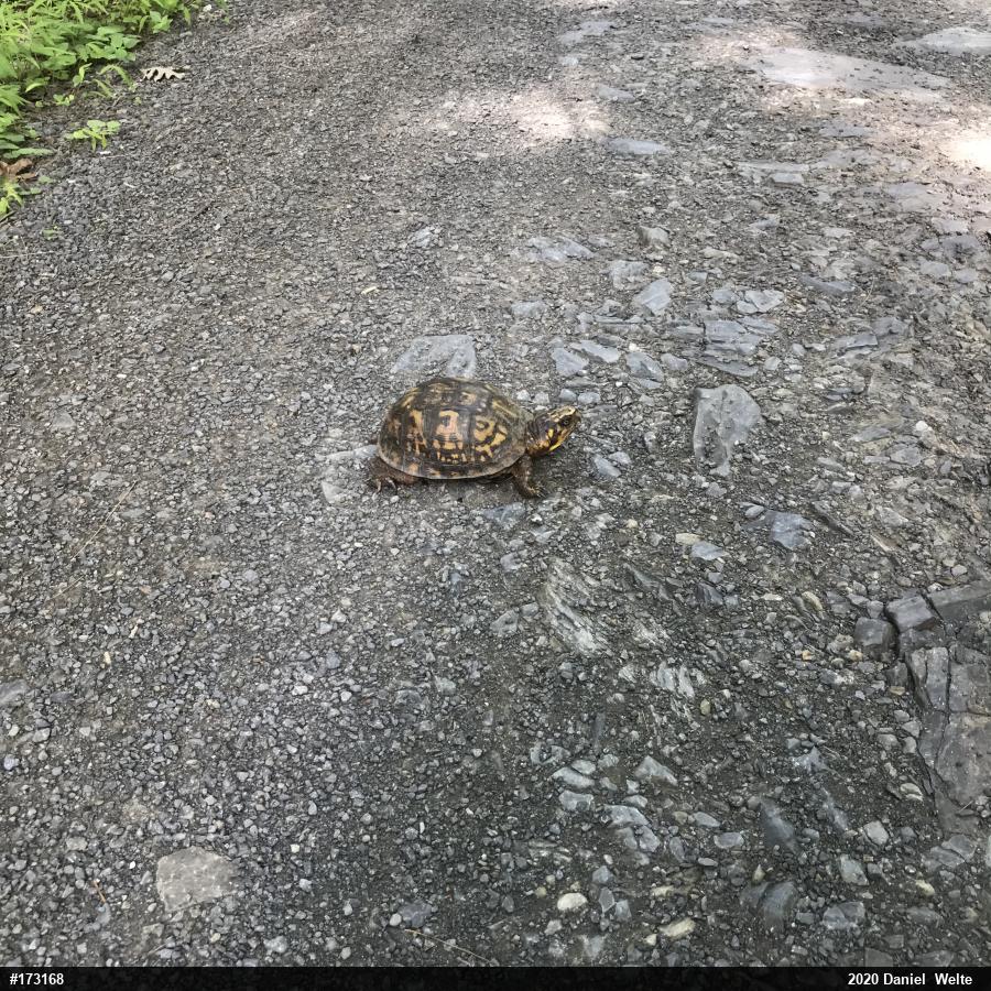Eastern Box Turtle