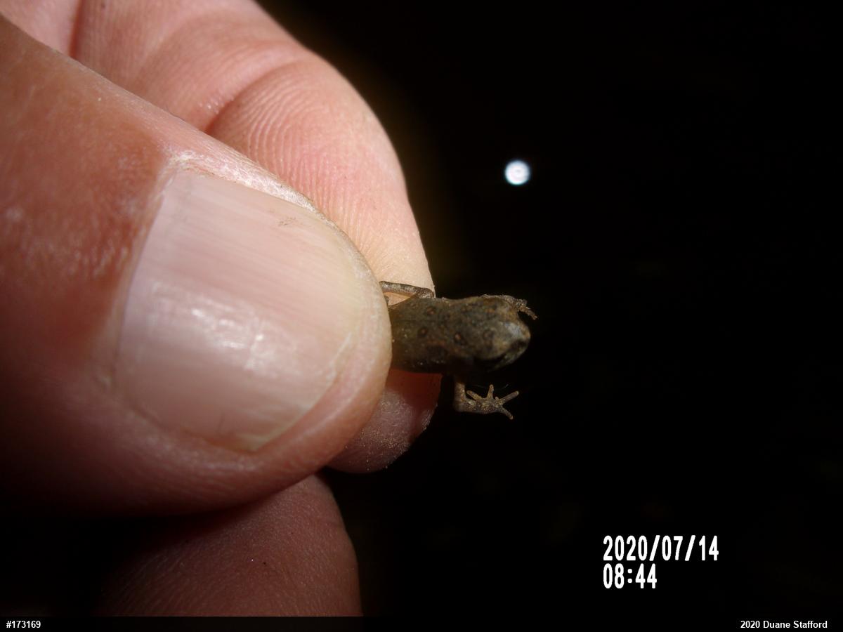 Eastern American Toad