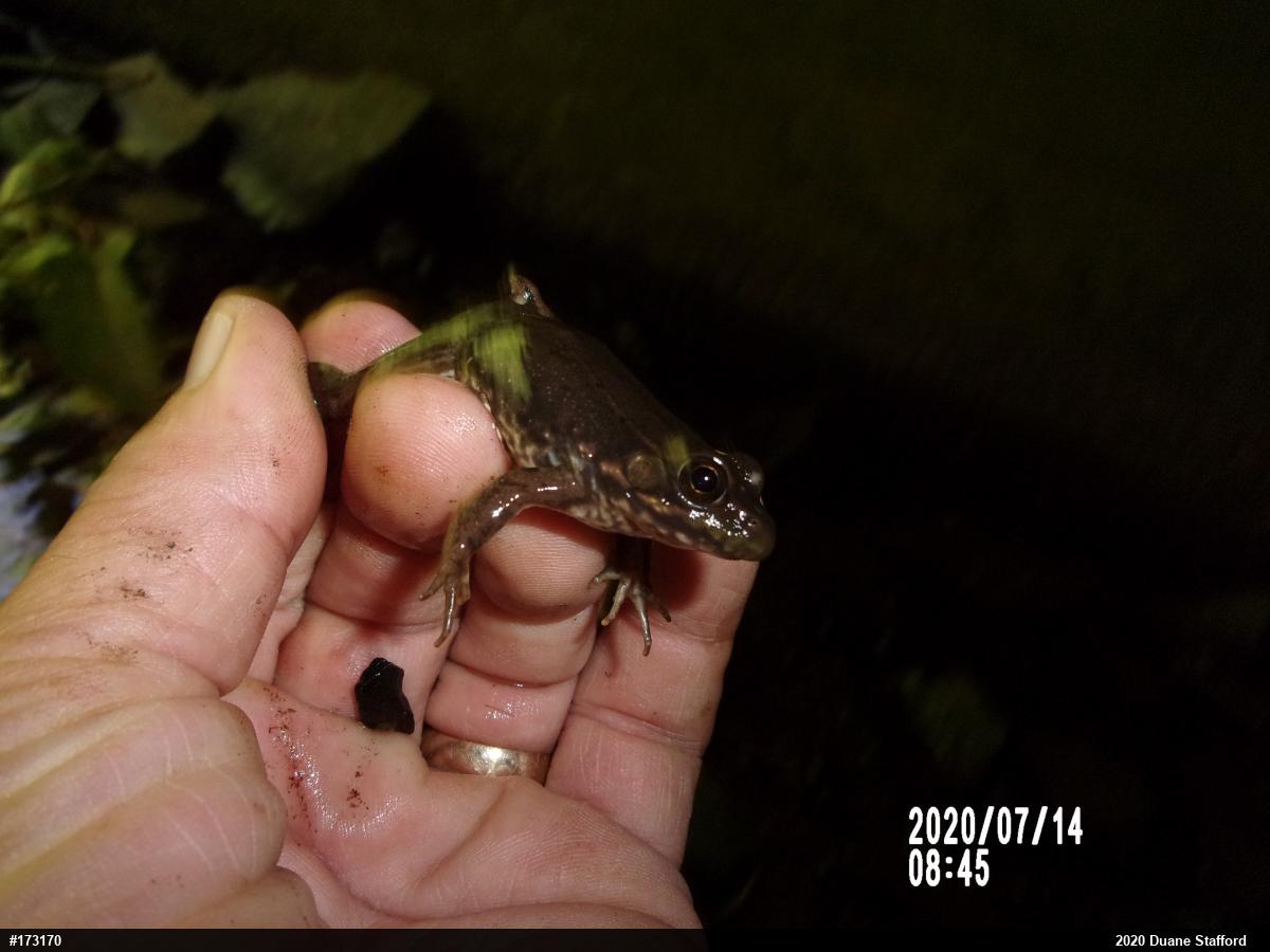 Green Frog