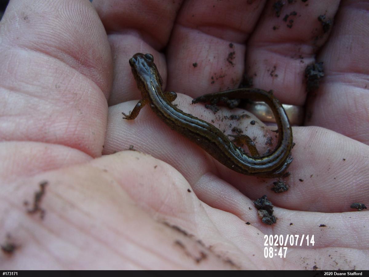 Northern Two-lined Salamander