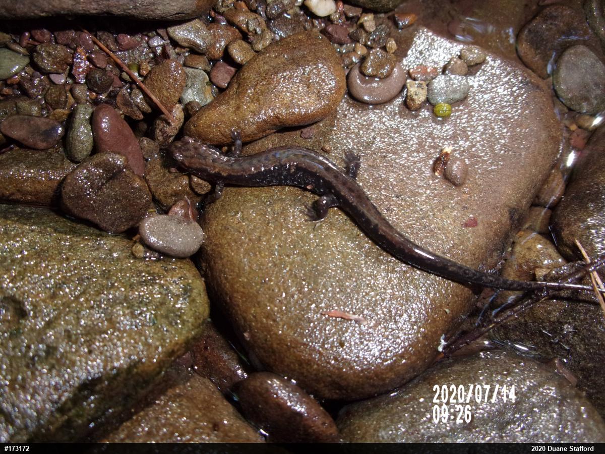 Allegheny Mountain Dusky Salamander