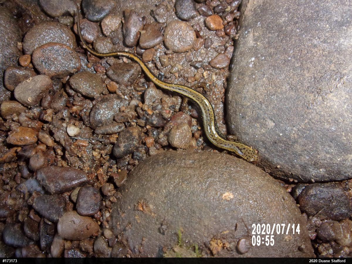 Northern Two-lined Salamander