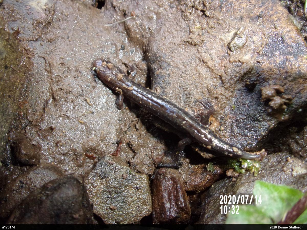 Allegheny Mountain Dusky Salamander